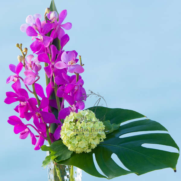 Pink orchids in a clear glass vase with a green leaf and pale hydrangea bloom