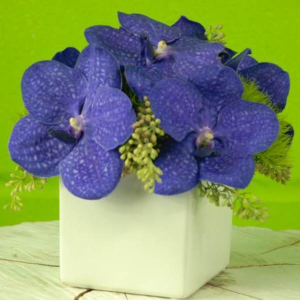 Purple Vanda
