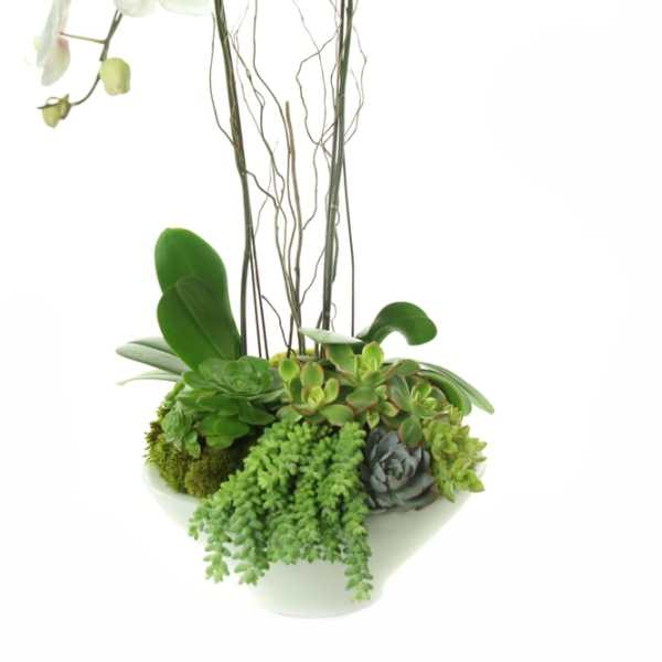 White orchids in a white bowl with assorted succulents
