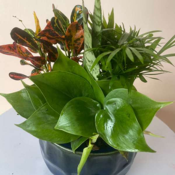 Mixed potted tropical plants in a dark bowl planter