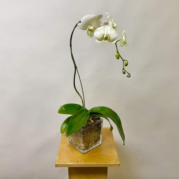 White orchid plant in a clear glass container on a wooden stand