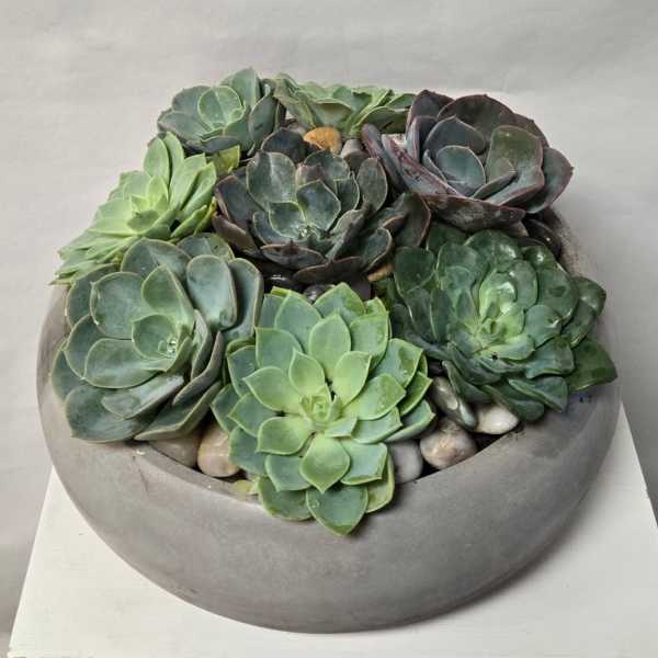 Round bowl planter filled with assorted succulents
