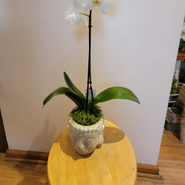 White orchid plant in a decorative face-shaped pot