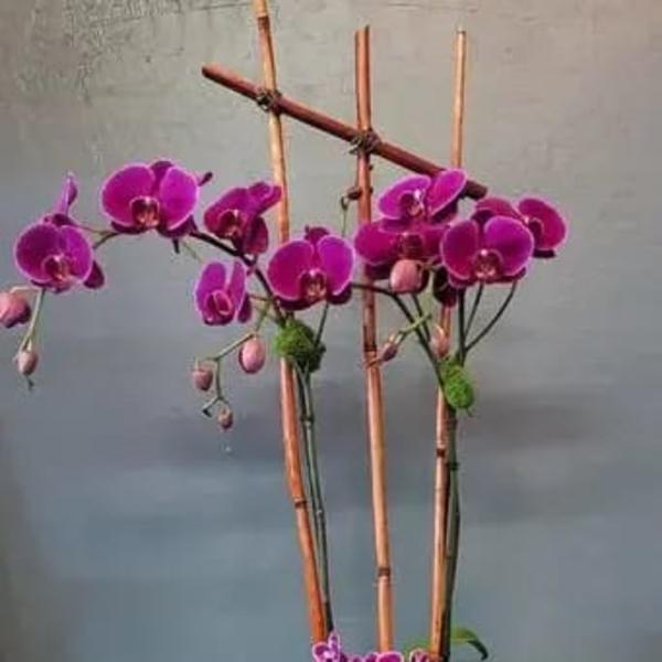 Tall purple phalaenopsis orchids in a white bowl planter with assorted green plants