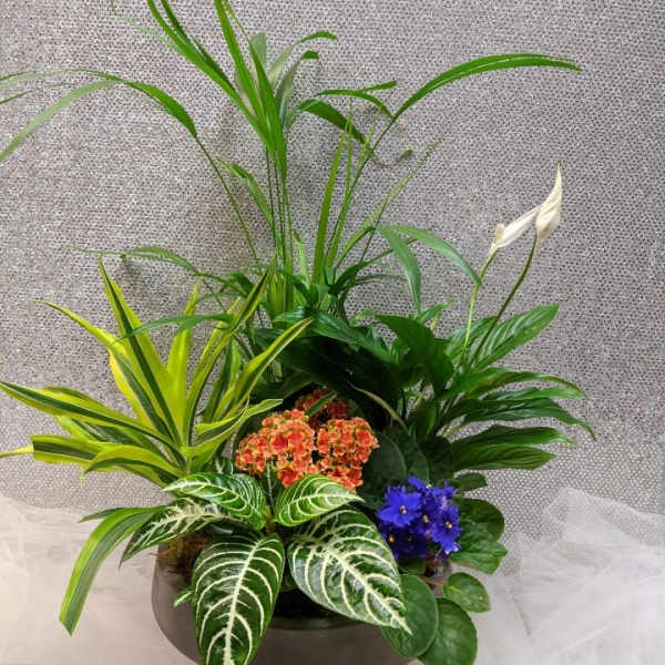 Mixed potted plant arrangement with white blooms in a dark container