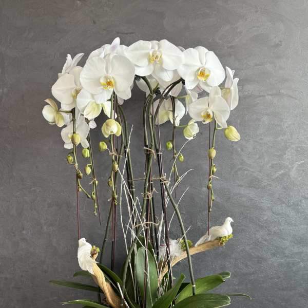 White orchids arranged in a white pot with small bird decorations