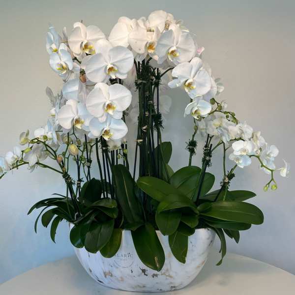 Timeless Orchids