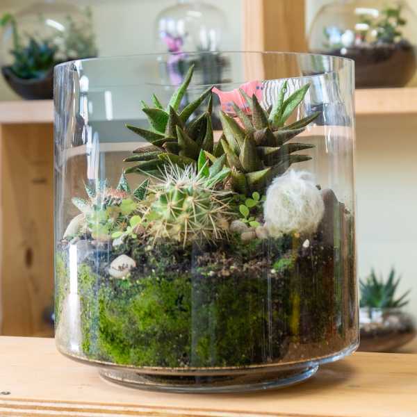 Glass terrarium with assorted succulents and cacti