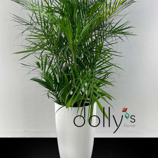 Tall green potted plant with feathery fronds in a sleek white floor planter