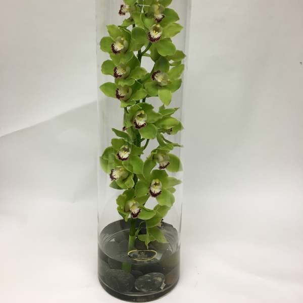 Green orchid stems in a tall glass cylinder vase with stones