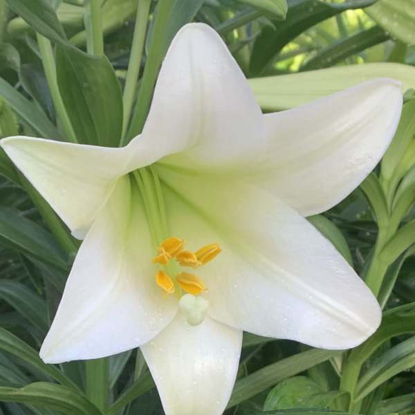 2 planted Premium Easter Lilies