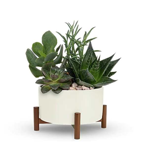 Succulent arrangement in a white planter on wooden legs