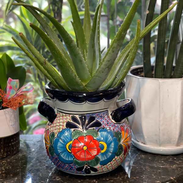 Potted aloe vera in a colorful ceramic planter