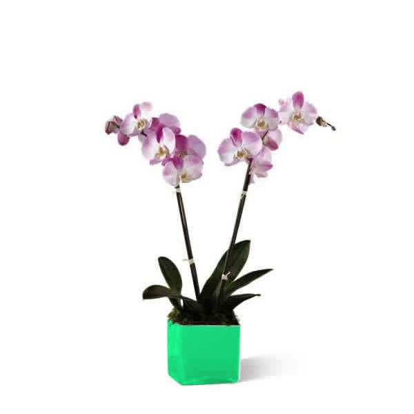 Potted orchid plant with pink and white blooms in a bright green container