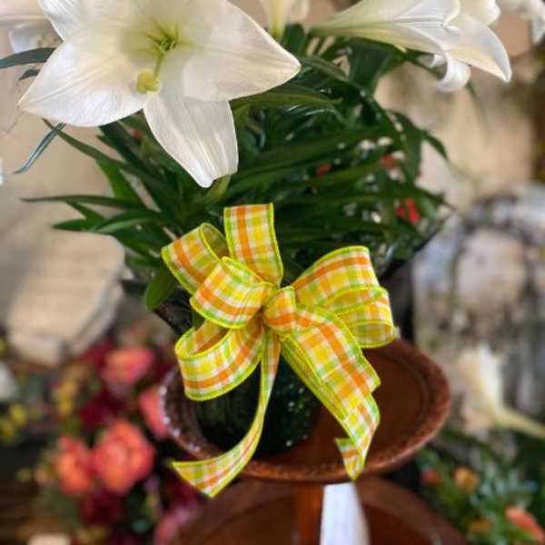 Potted white lily plant with trumpet blooms and a yellow plaid bow on a stand.