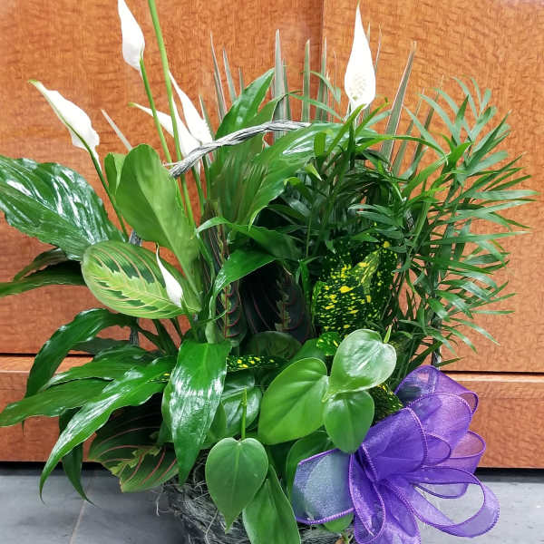 Potted green plant arrangement with white peace lilies and a purple ribbon