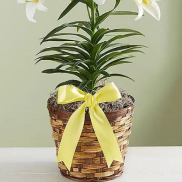Easter Lily in a basket