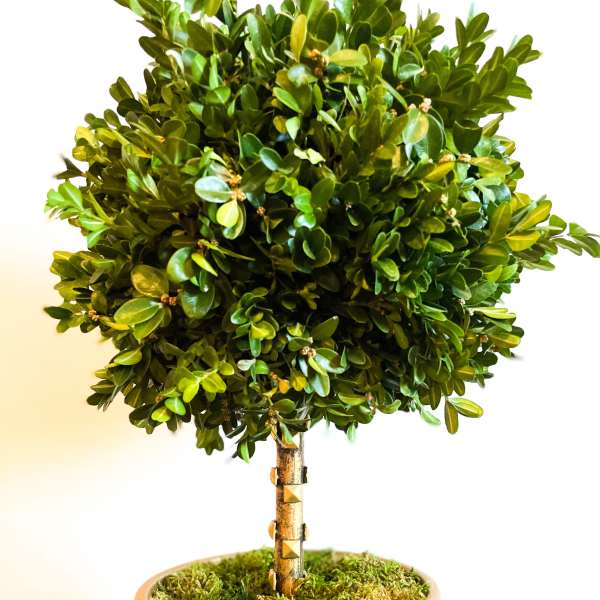 Handcrafted Boxwood Topiary Tree