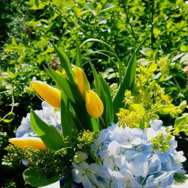 Yellow tulips and pale blue hydrangeas arranged in a cobalt blue glass cube vase