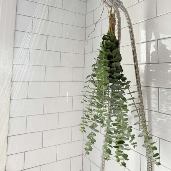 Eucalyptus bundle hanging from a showerhead in a tiled shower