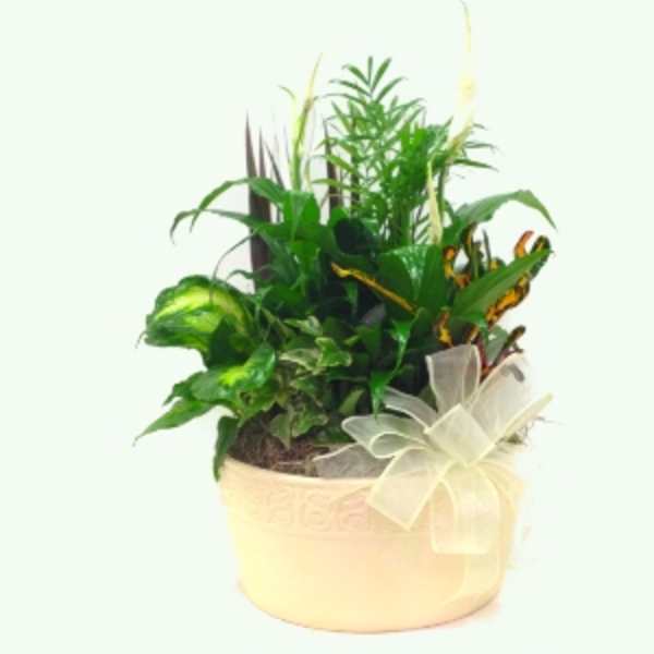 Potted green houseplant arrangement with a sheer ribbon bow