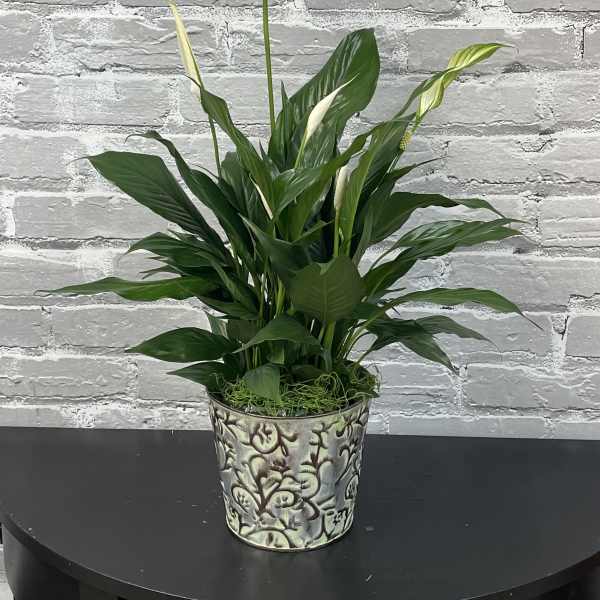 Peace Lily