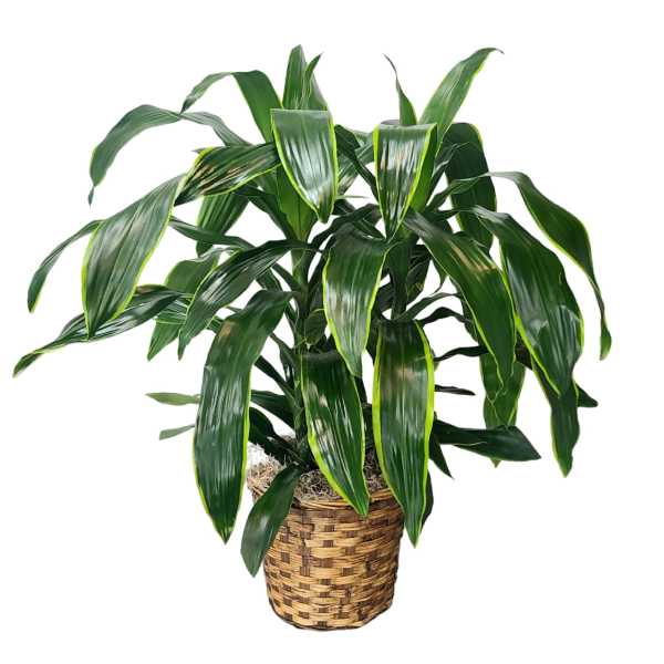 Potted green houseplant in a woven basket planter