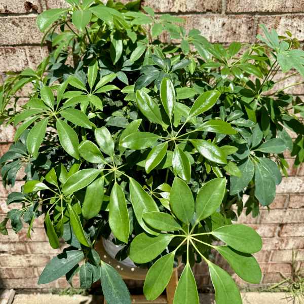 Potted umbrella plant with glossy green leaves in a white container against a brick wall