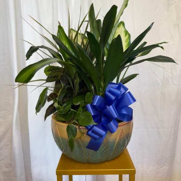 Potted green plant arrangement with a blue ribbon in a decorative bowl