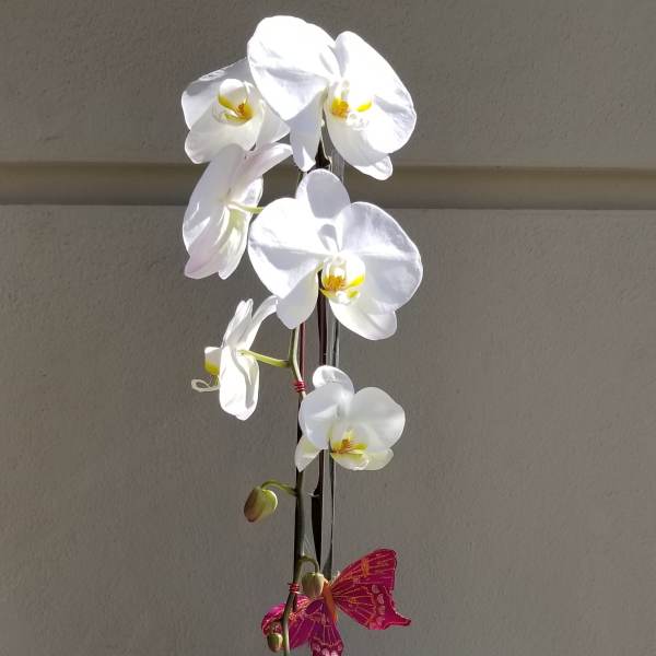 White orchid arrangement with succulents in a red square vase