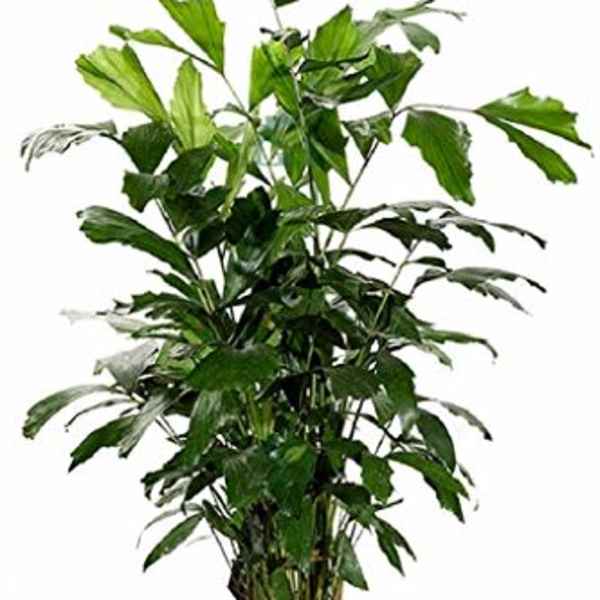 Tall leafy green houseplant in a black plastic pot