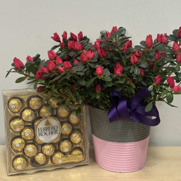 Blooming Azalea & Chocolates