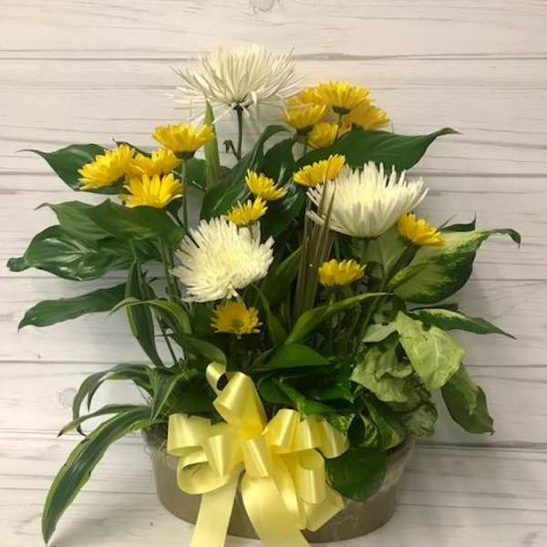 Yellow and white chrysanthemum arrangement in a round box with a yellow ribbon