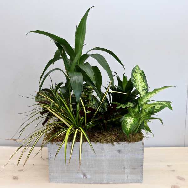 Assorted green houseplants arranged in a rectangular wooden planter box
