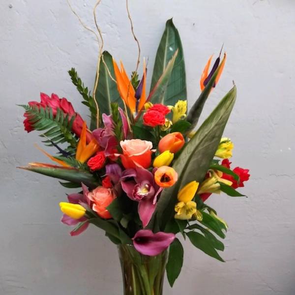 Take me to the Tropics