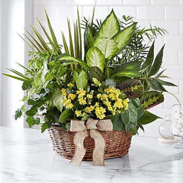 Basket of mixed green plants with small yellow flowers and a burlap bow.