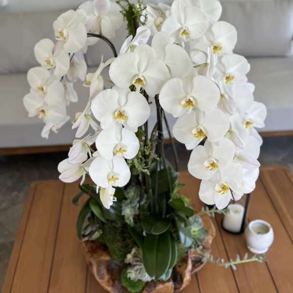 Orchids V