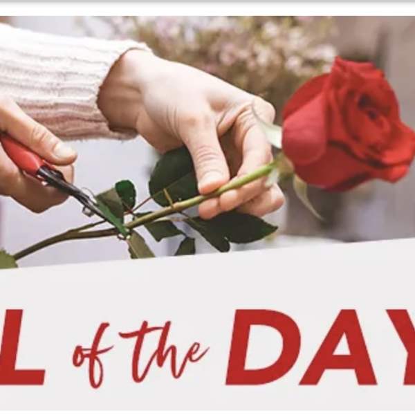 Hands trimming a single red rose stem with shears above text reading Deal of the Day