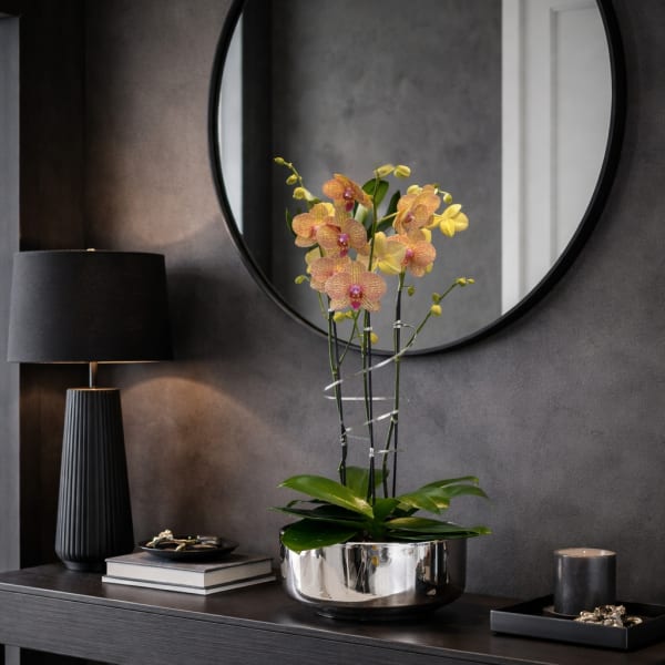 Peach Phalaenopsis Orchid – Chic Interior Décor