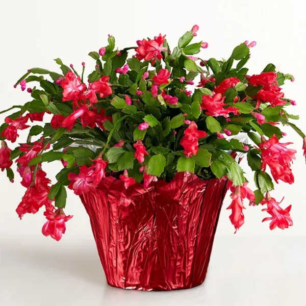 Pink Christmas cactus in a red foil pot
