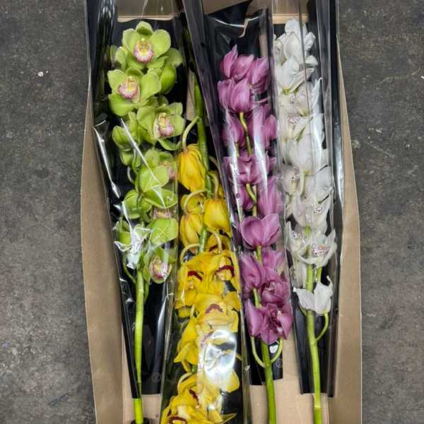 Boxed orchid stems in green, yellow, purple, and white.