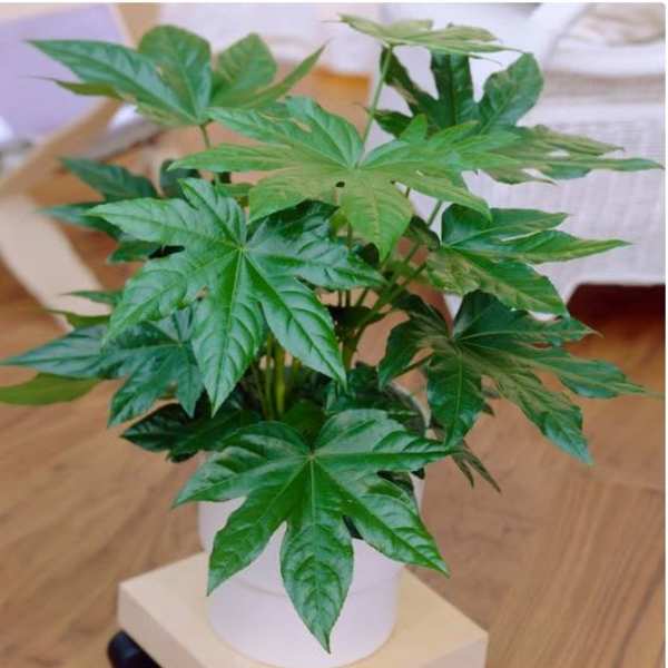 Potted green plant with large palmate leaves in a white container