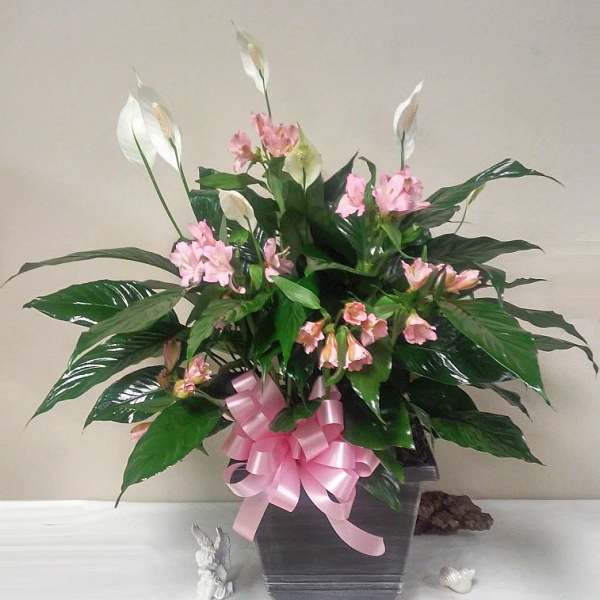 Large Peace lily in Pink