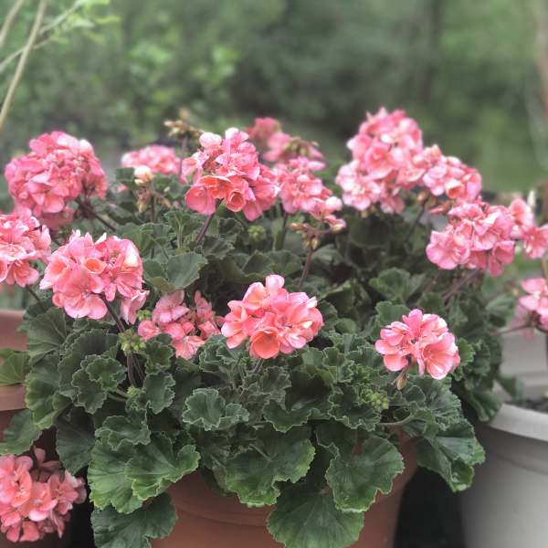 Pink geranium flowers in a terracotta pot