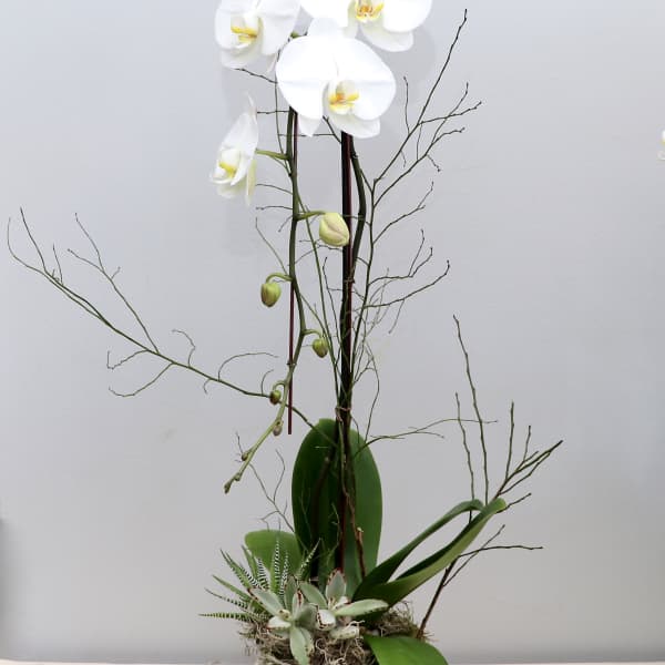Tall white orchid plant with succulents in a clear glass vase.
