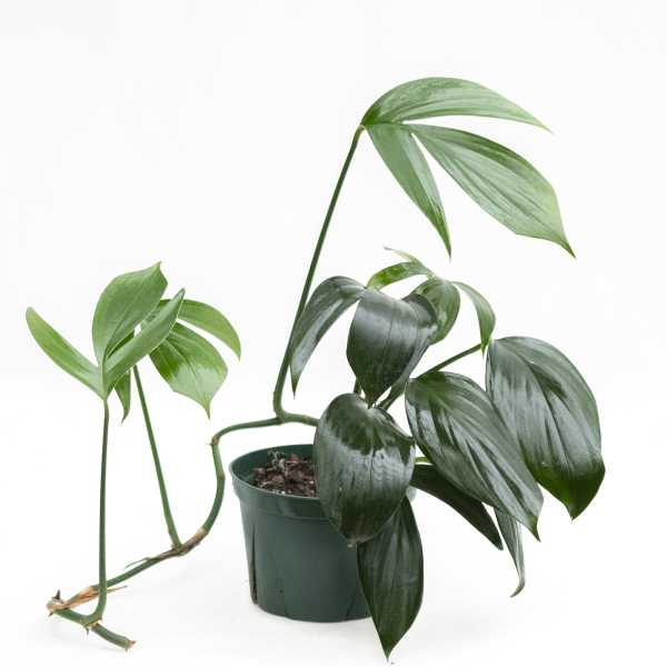Dragon Tail Philodendron