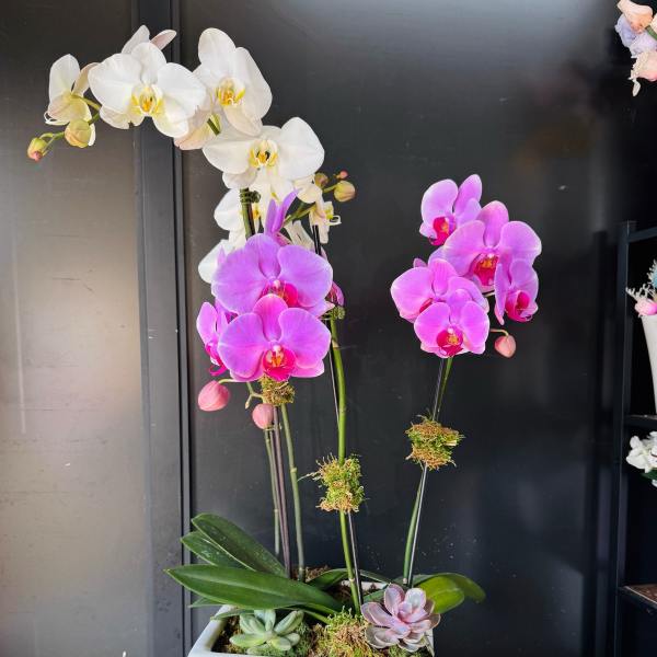 white & lavender orchid