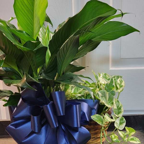 Basket of green houseplants with a large navy ribbon bow