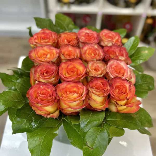 Low arrangement of orange yellow roses tightly packed in a square framed by glossy green leaves