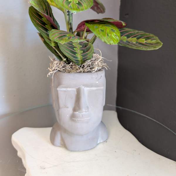 Potted prayer plant in a face-shaped ceramic planter